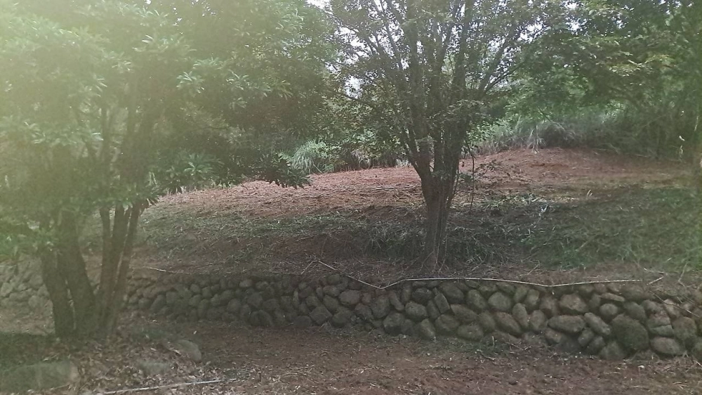 新竹關西休閒地雜草雜樹挖除作業
