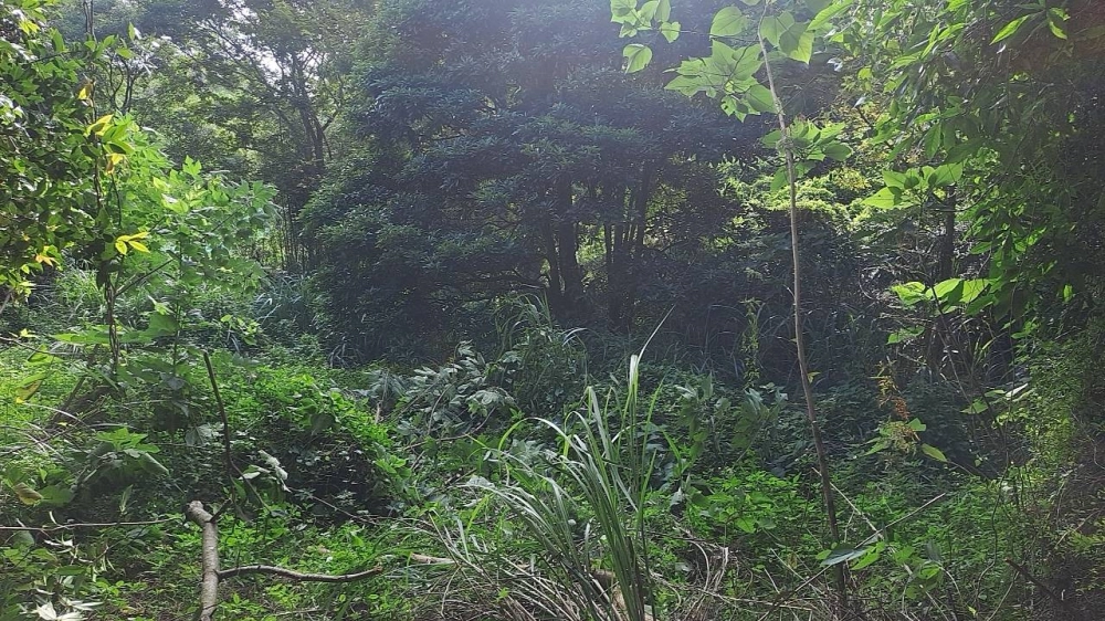 新竹關西休閒地雜草雜樹挖除作業