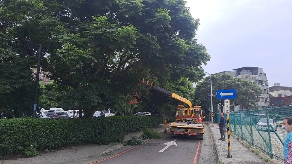 人行道樹木修剪,新竹行道樹修剪