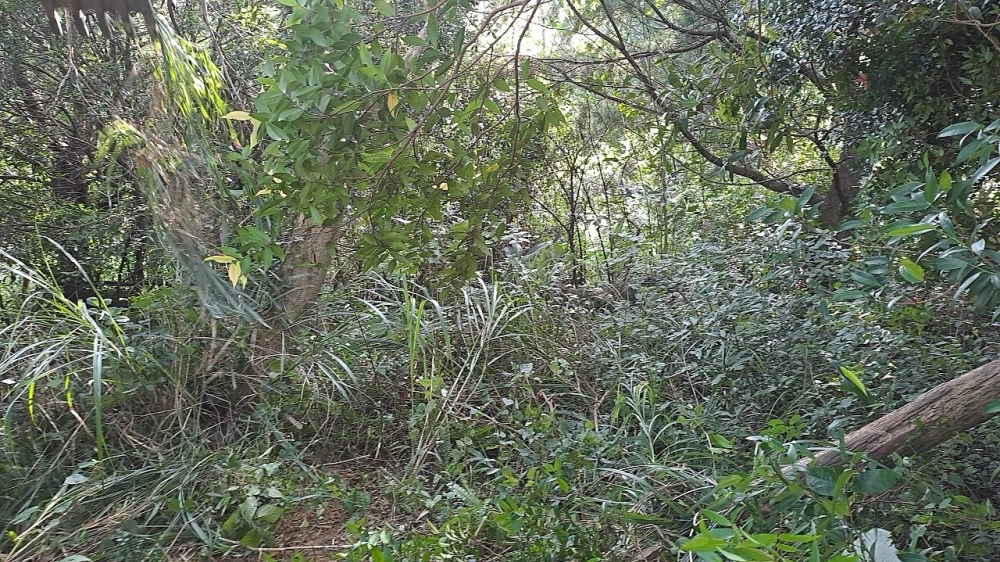 新竹關西休閒地雜草雜樹挖除作業