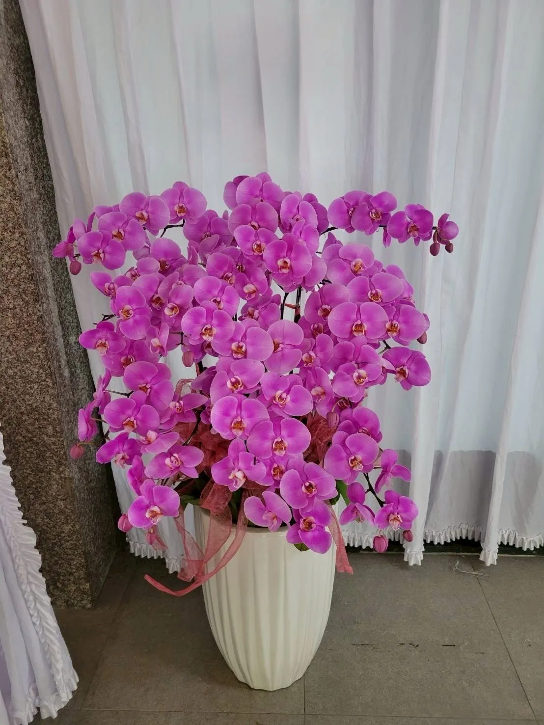 蘭花盆