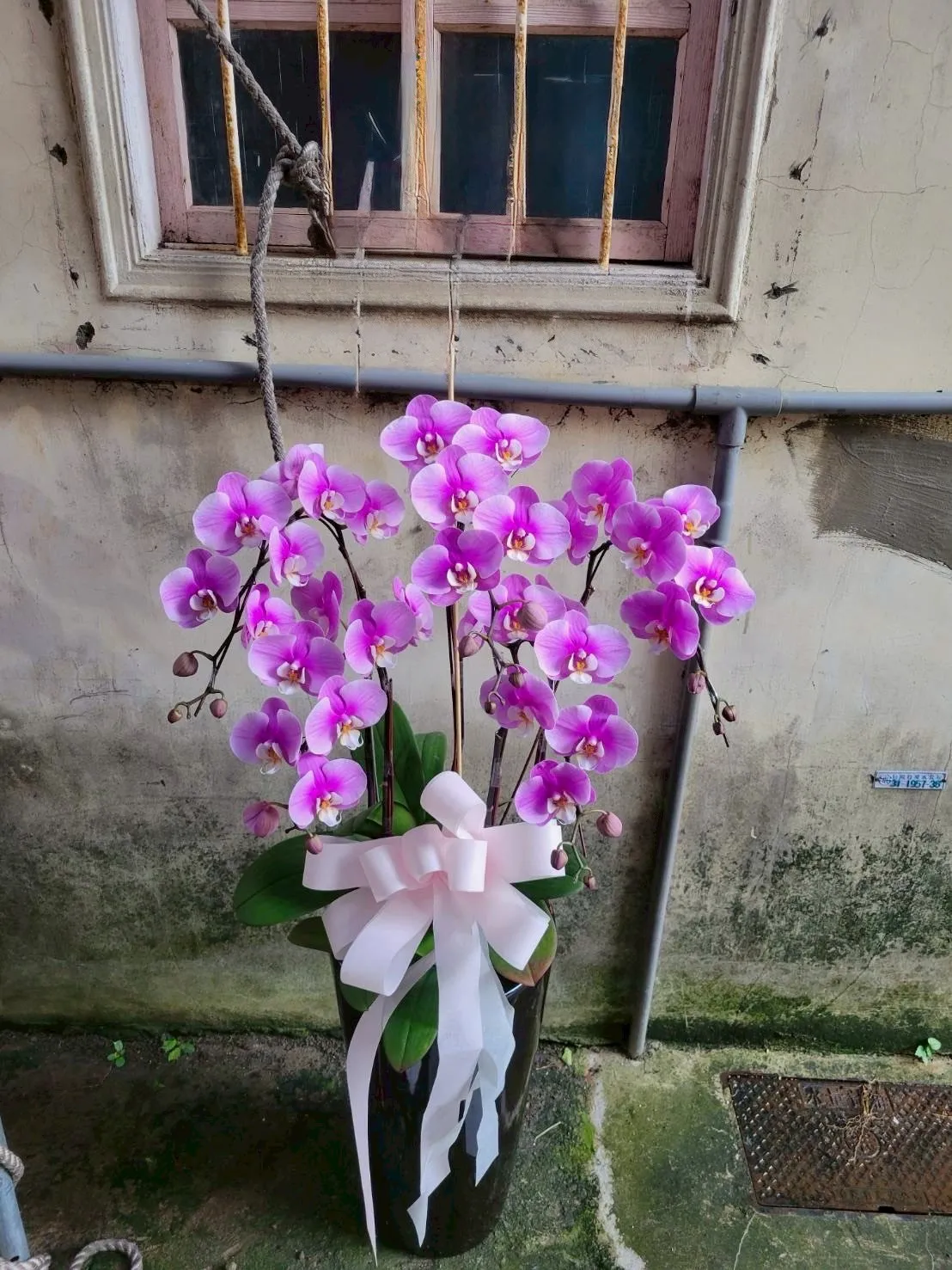蘭花盆