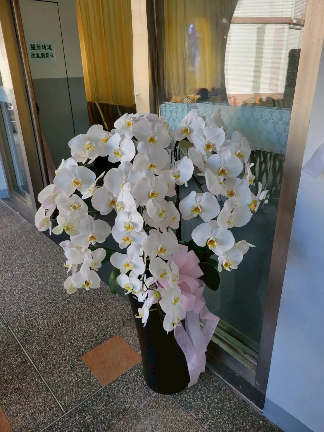 蘭花盆