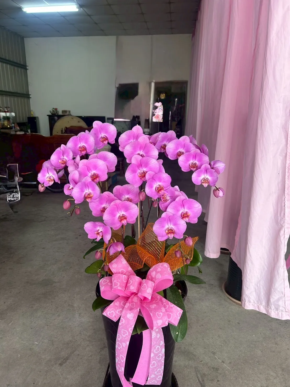 蘭花盆