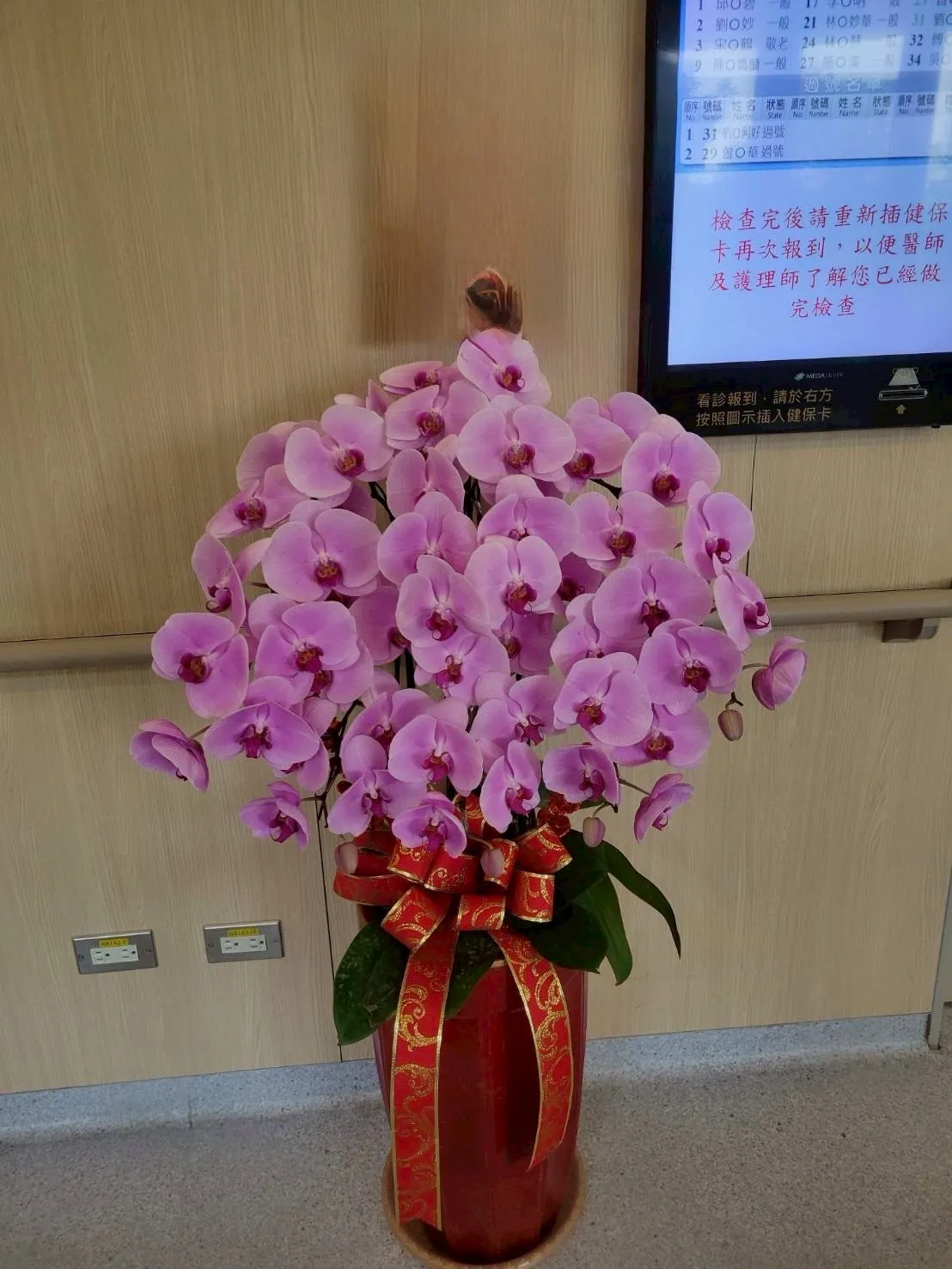蘭花盆