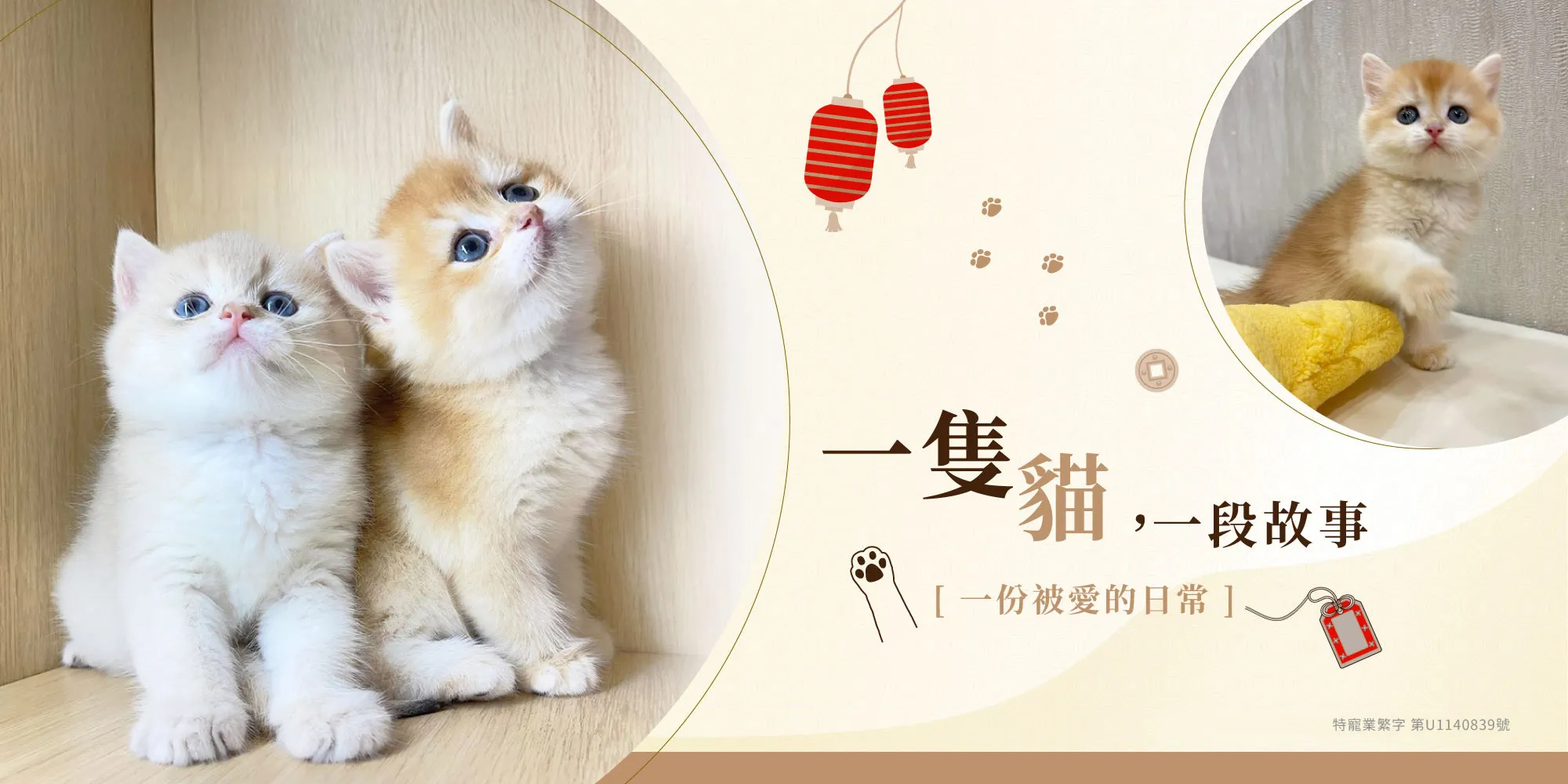 豆芙貓舍-貓舍,英短貓舍,台南貓舍,永康貓舍,東區貓舍