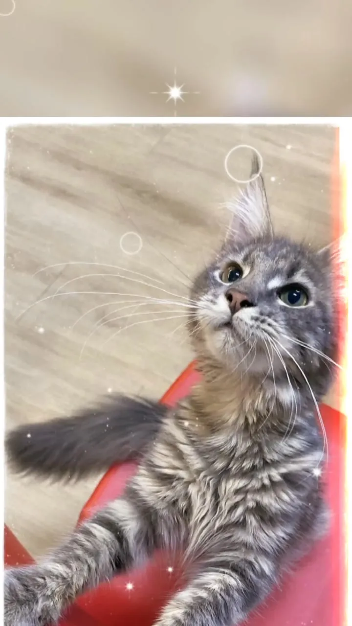 長腿優雅、毛色夢幻的藍銀虎斑妹妹