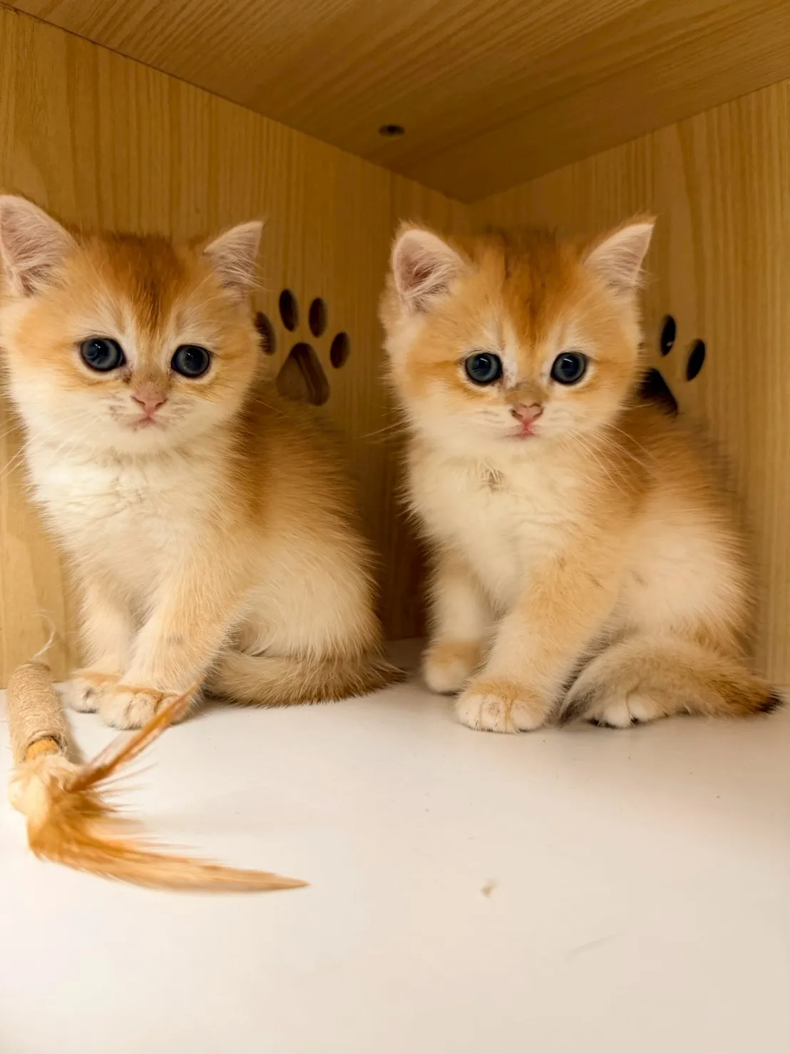 東)熊版金漸層英短弟弟 114/12/20 (金豆