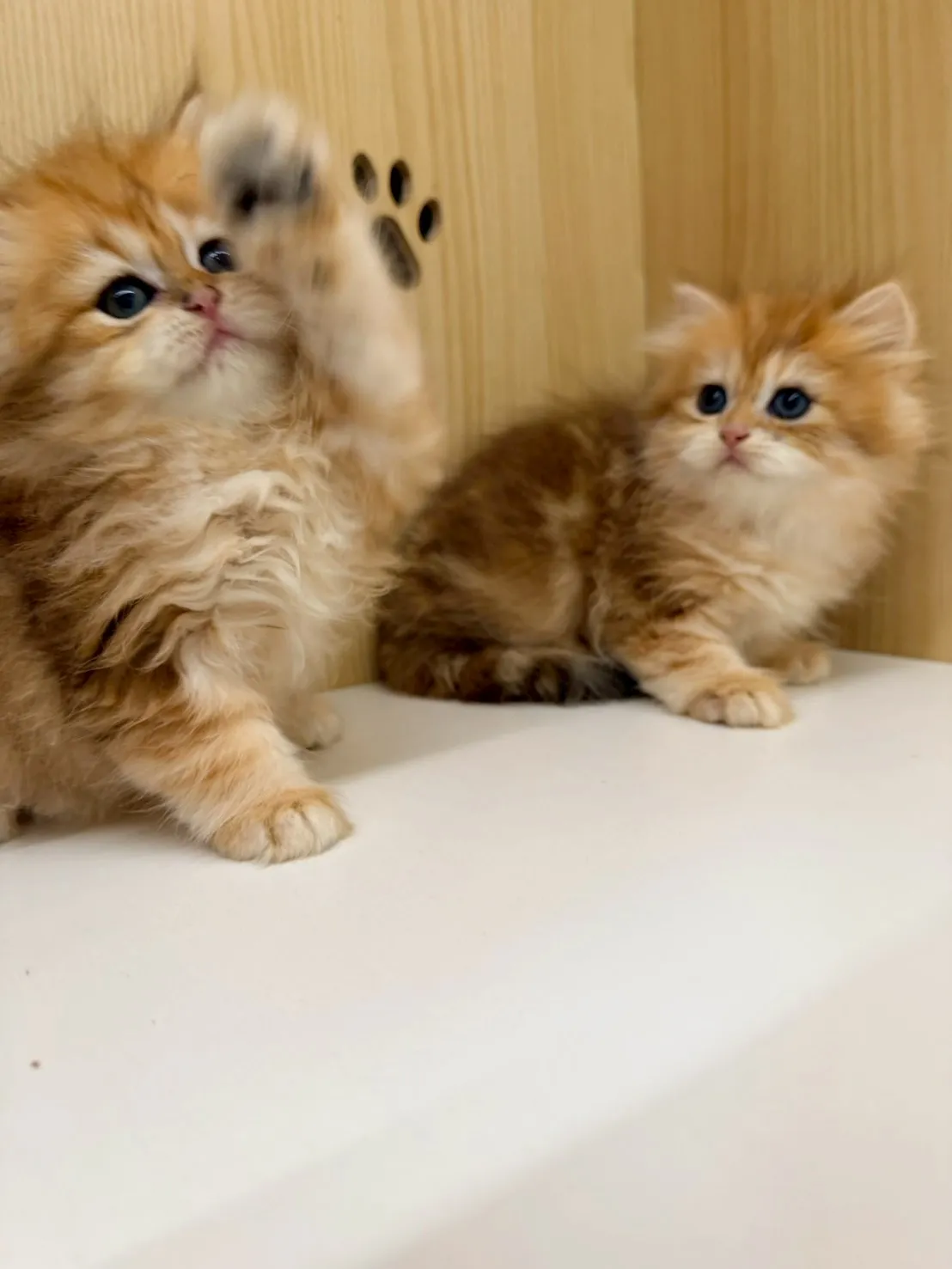 東)熊版金虎斑英長妹妹 114/12/20 (金泡芙