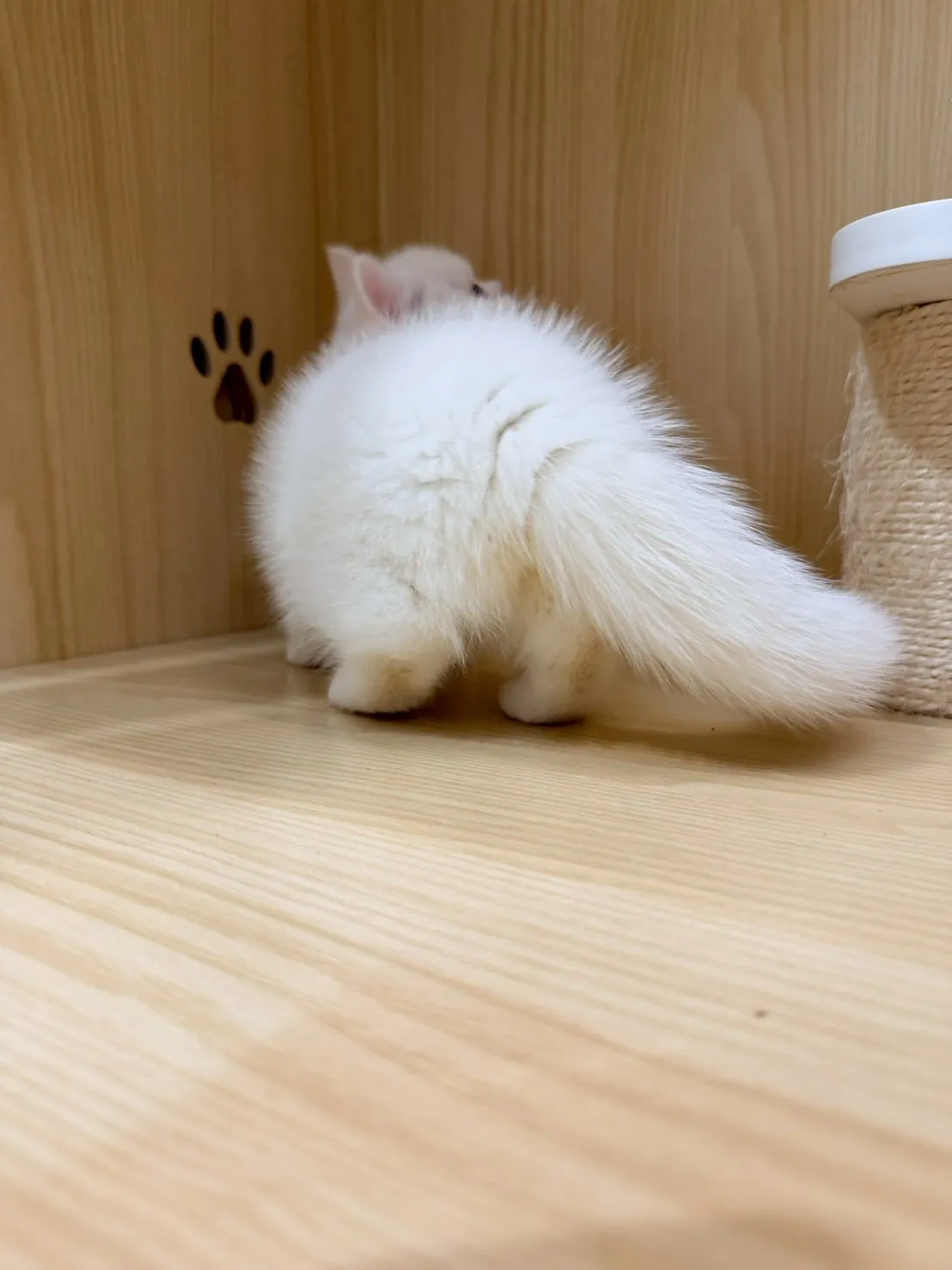 東)曼斥肯妹妹 -蒜香  115/1/13