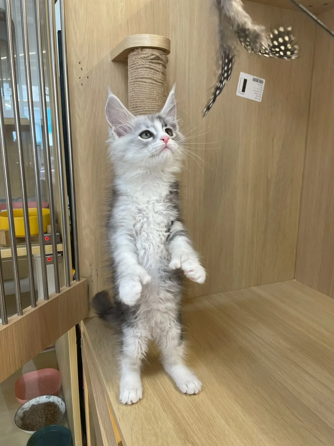 銀加白緬因妹妹出生115/02/05出生