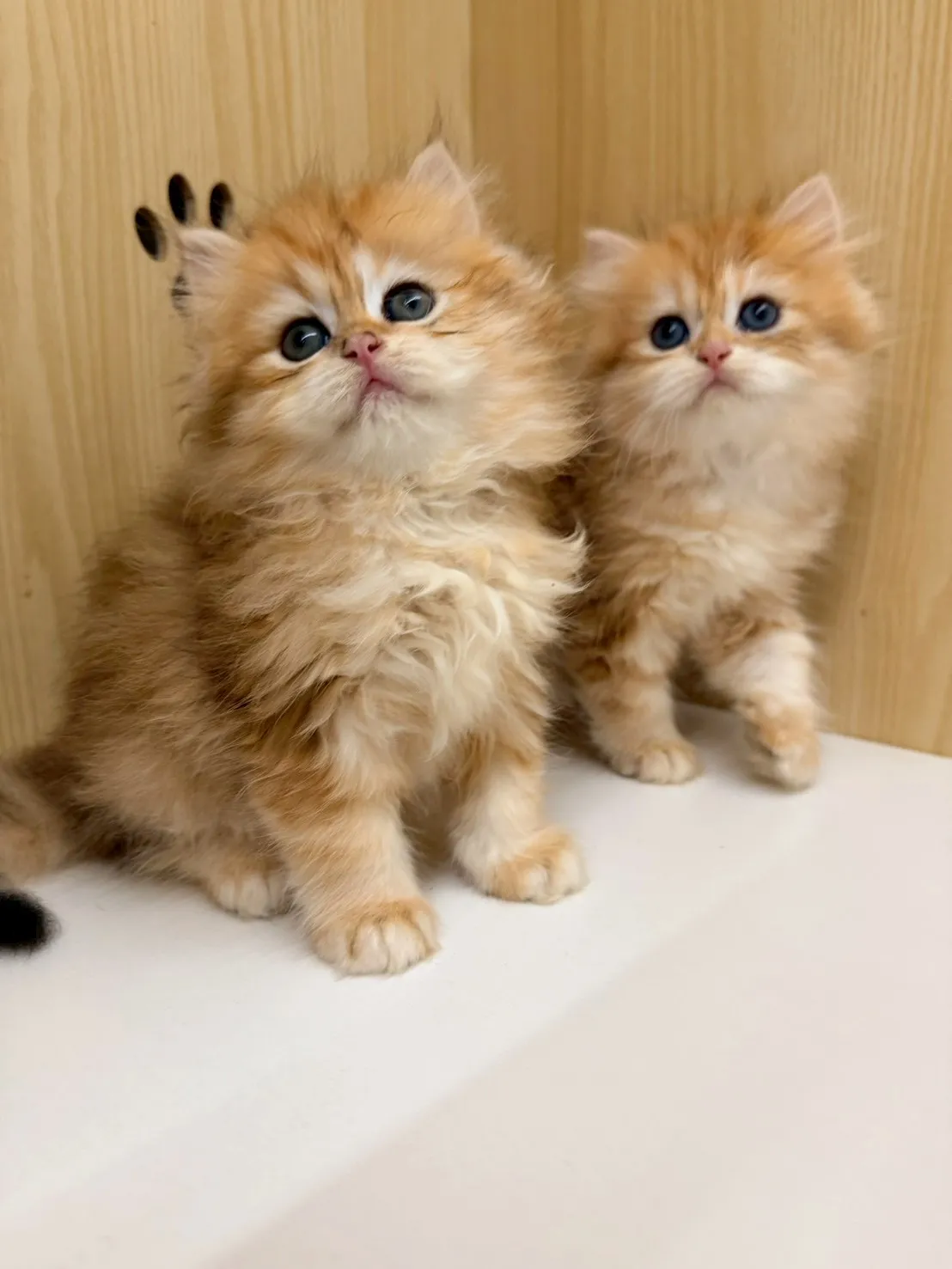 東)熊版金虎斑英長妹妹 114/12/20 (金泡芙