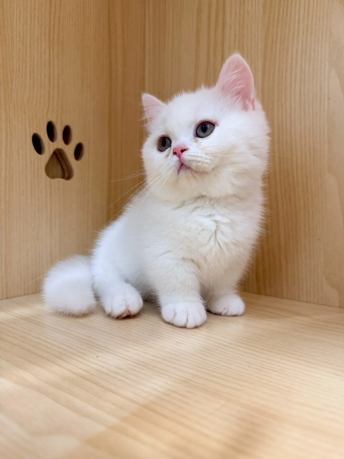 東)曼斥肯妹妹 -蒜香  115/1/13