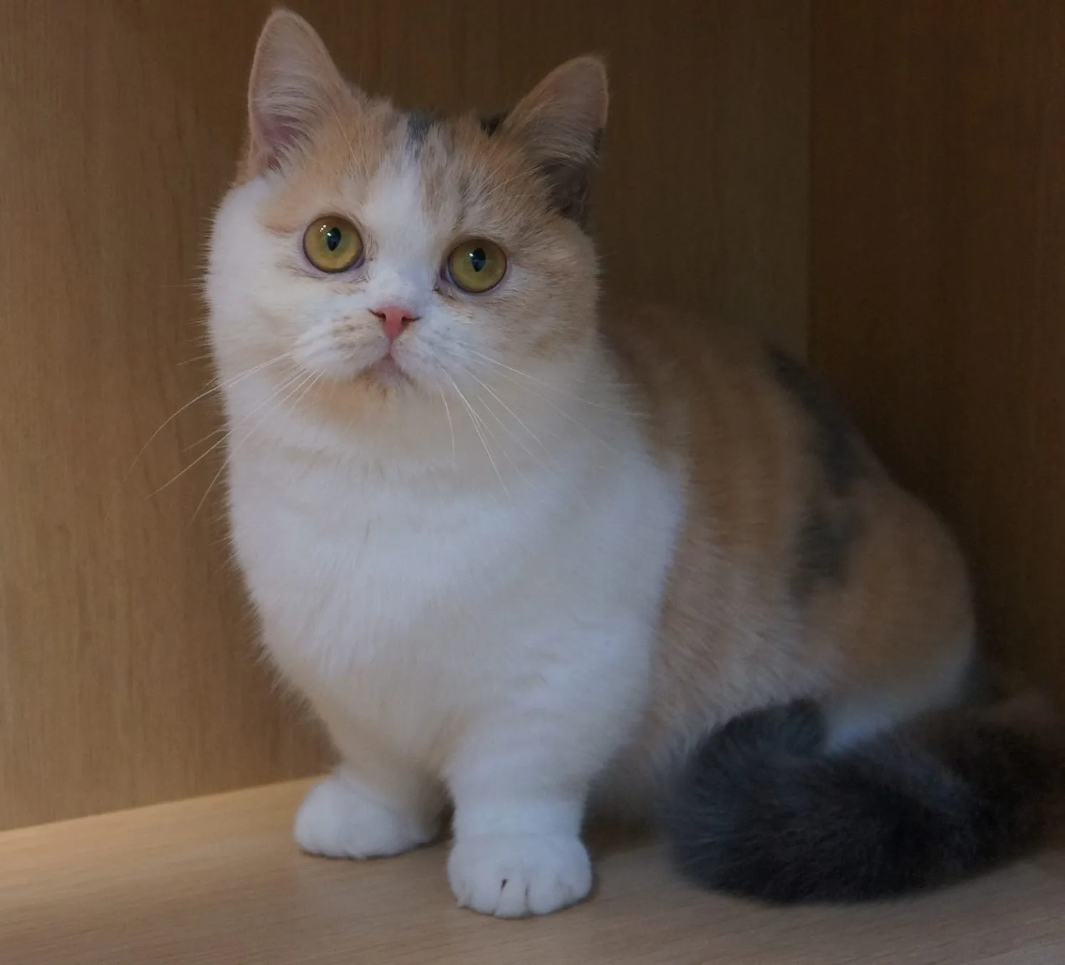 藍奶三花曼斥肯妹妹114/4/30出生(三色豆