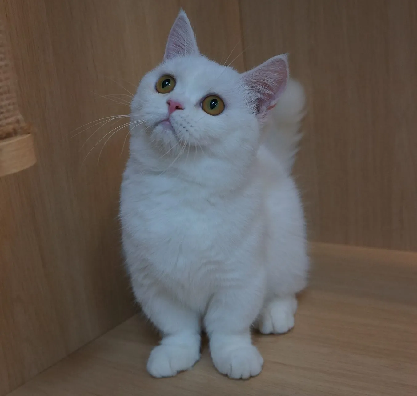 白色曼赤肯妹妹114/04/15出生(已有家長)