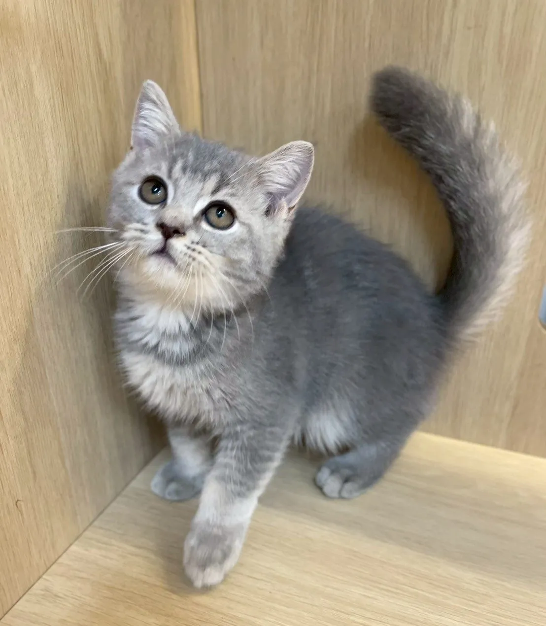 藍金漸層弟弟114/08/16出生(已有家長)