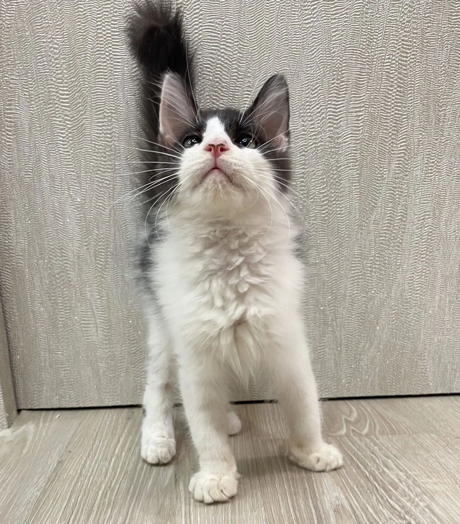 東)緬因版黑白英長弟弟114/07/17出生