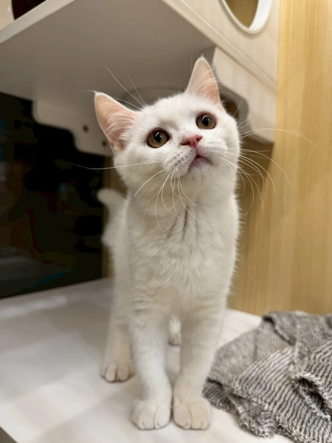 東)藍點白底英短114/7/13出生(已有家長)