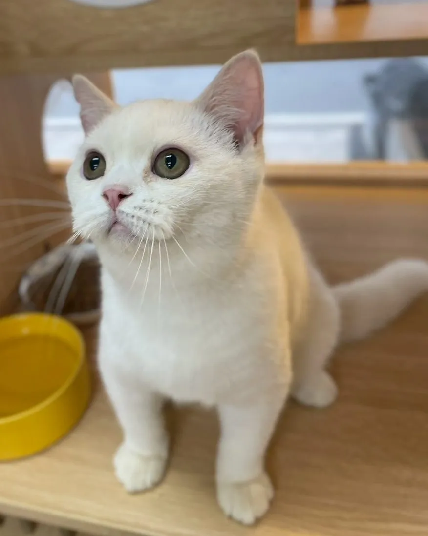 藍點英短弟弟114/04/23出生(已有家長)