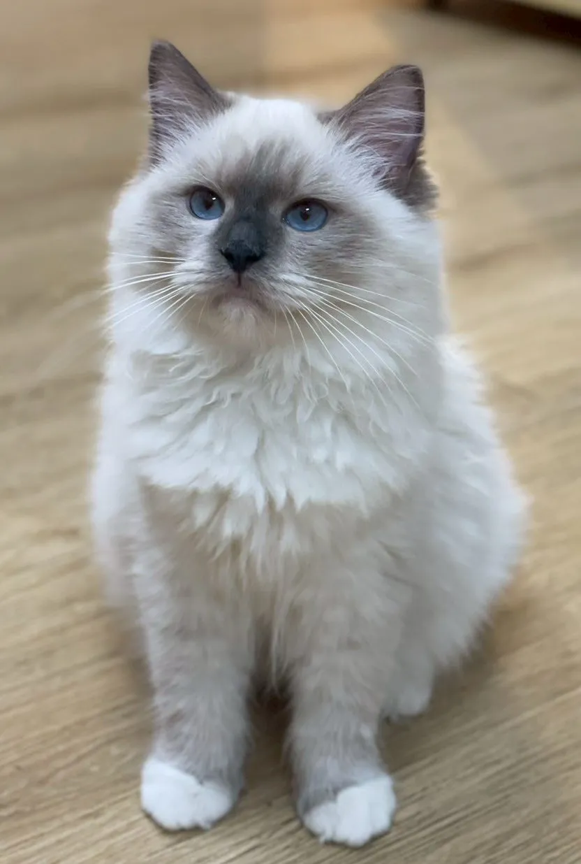 重點色布偶妹妹114/07/31出生(已有家長)