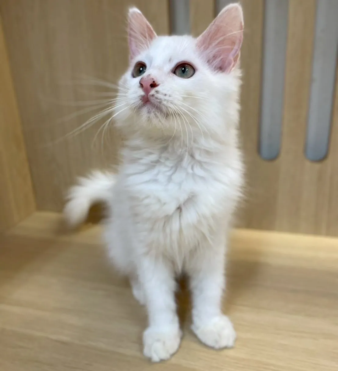 緬因版英長妹妹114/07/17出生(已有家長)