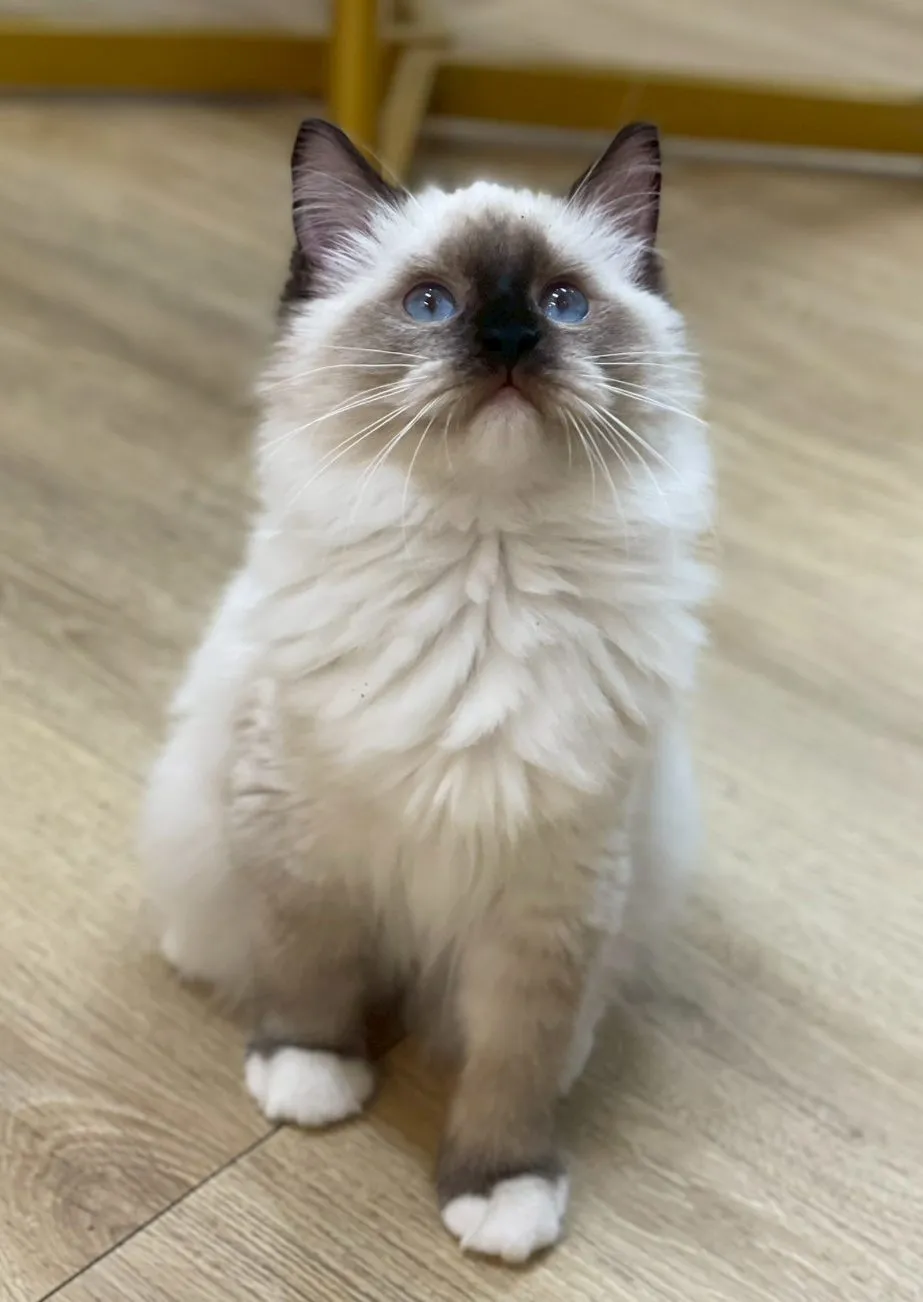 重點色布偶妹妹114/07/31出生(已有家長)