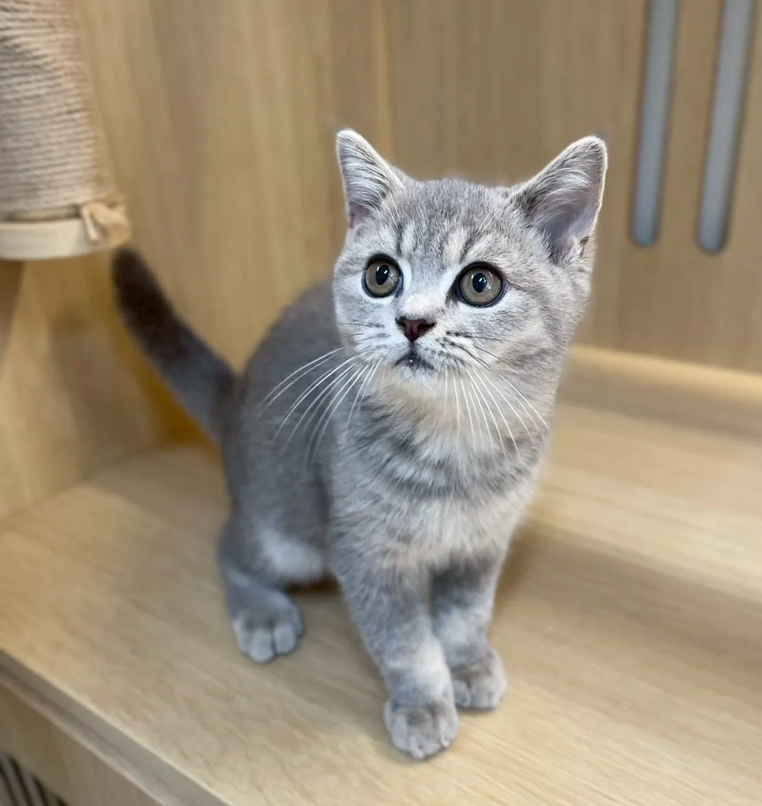 藍金漸層弟弟114/08/16出生(已有家長)