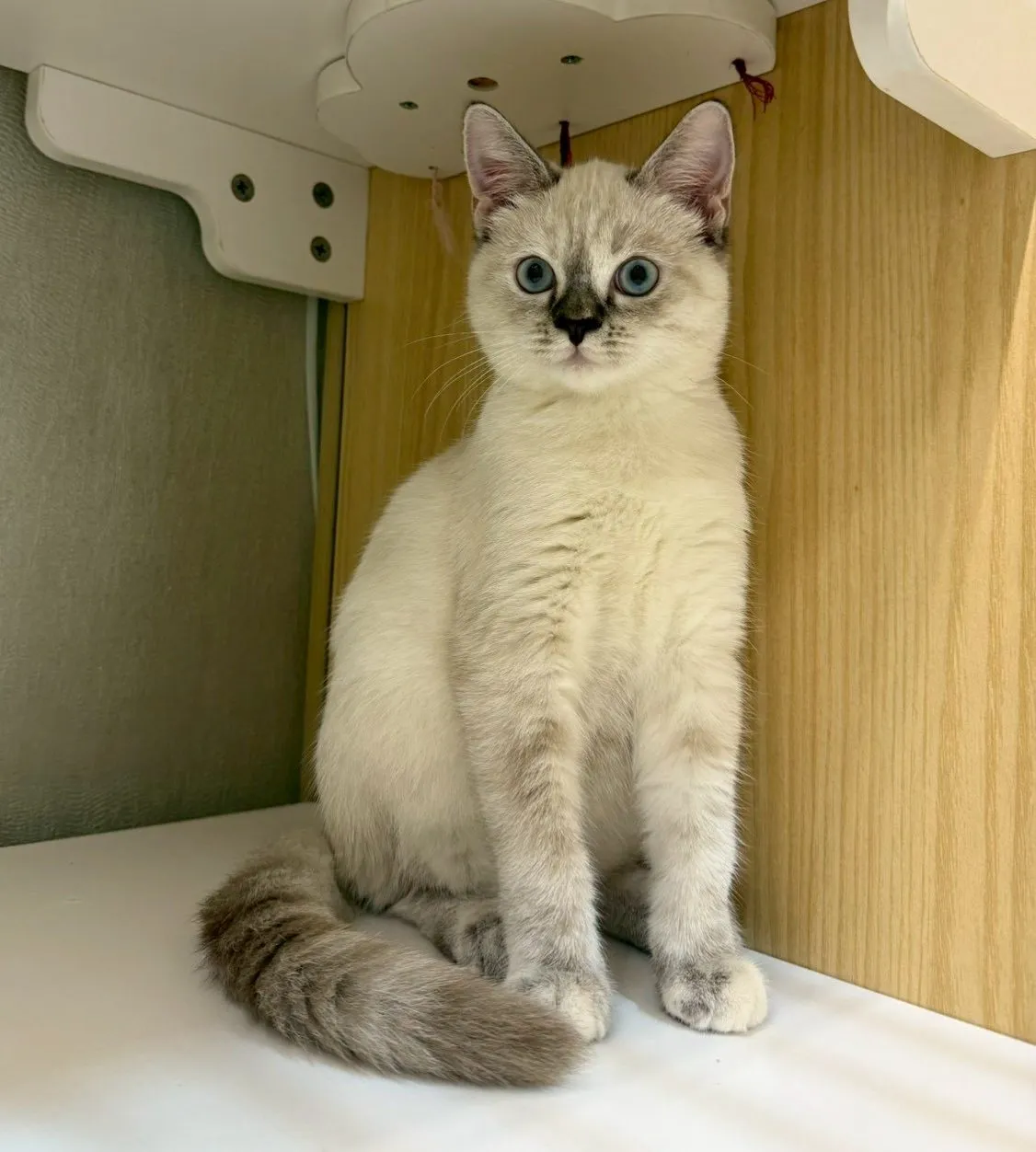 東)山貓紋布偶妹妹114/08/05出生