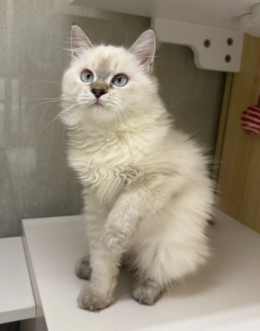 東)山貓紋布偶妹妹114/08/05出生