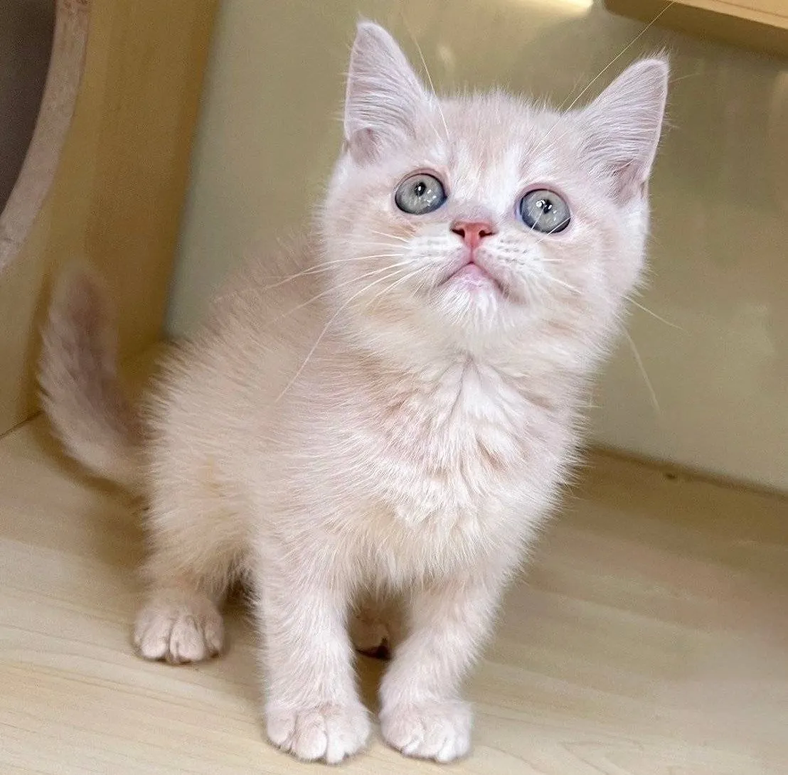 奶油英短弟弟113/08/12出生(已有家長)