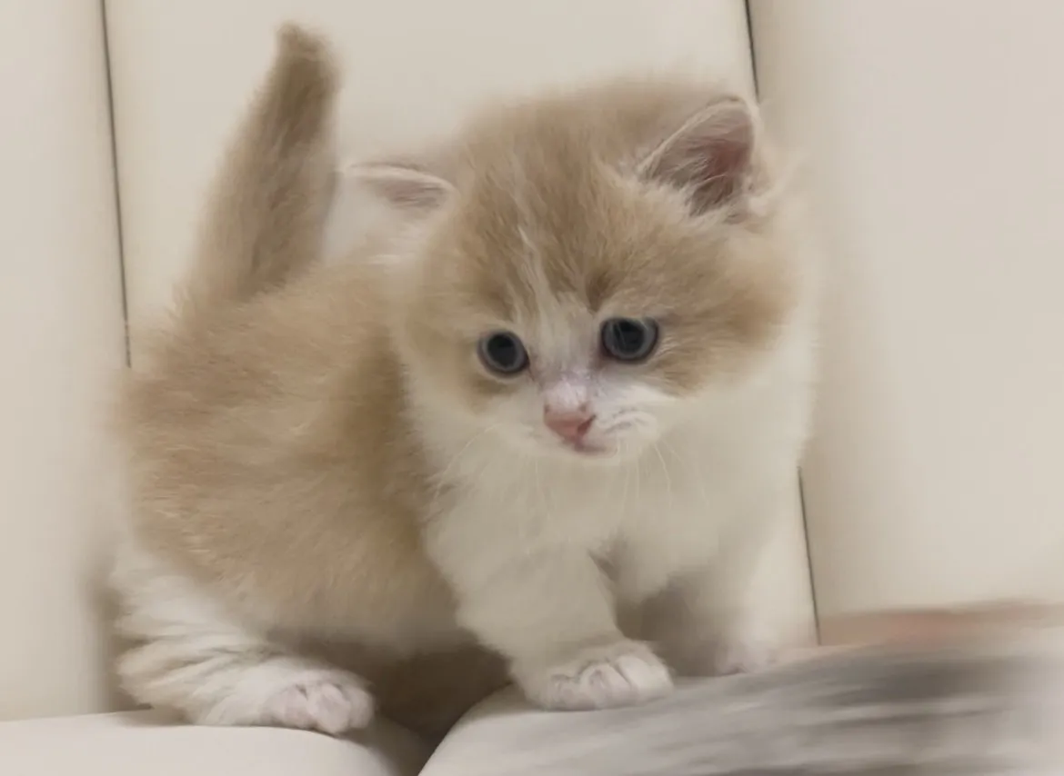 奶油白正賓士小步舞曲弟弟113/6/27出生(已有家長)