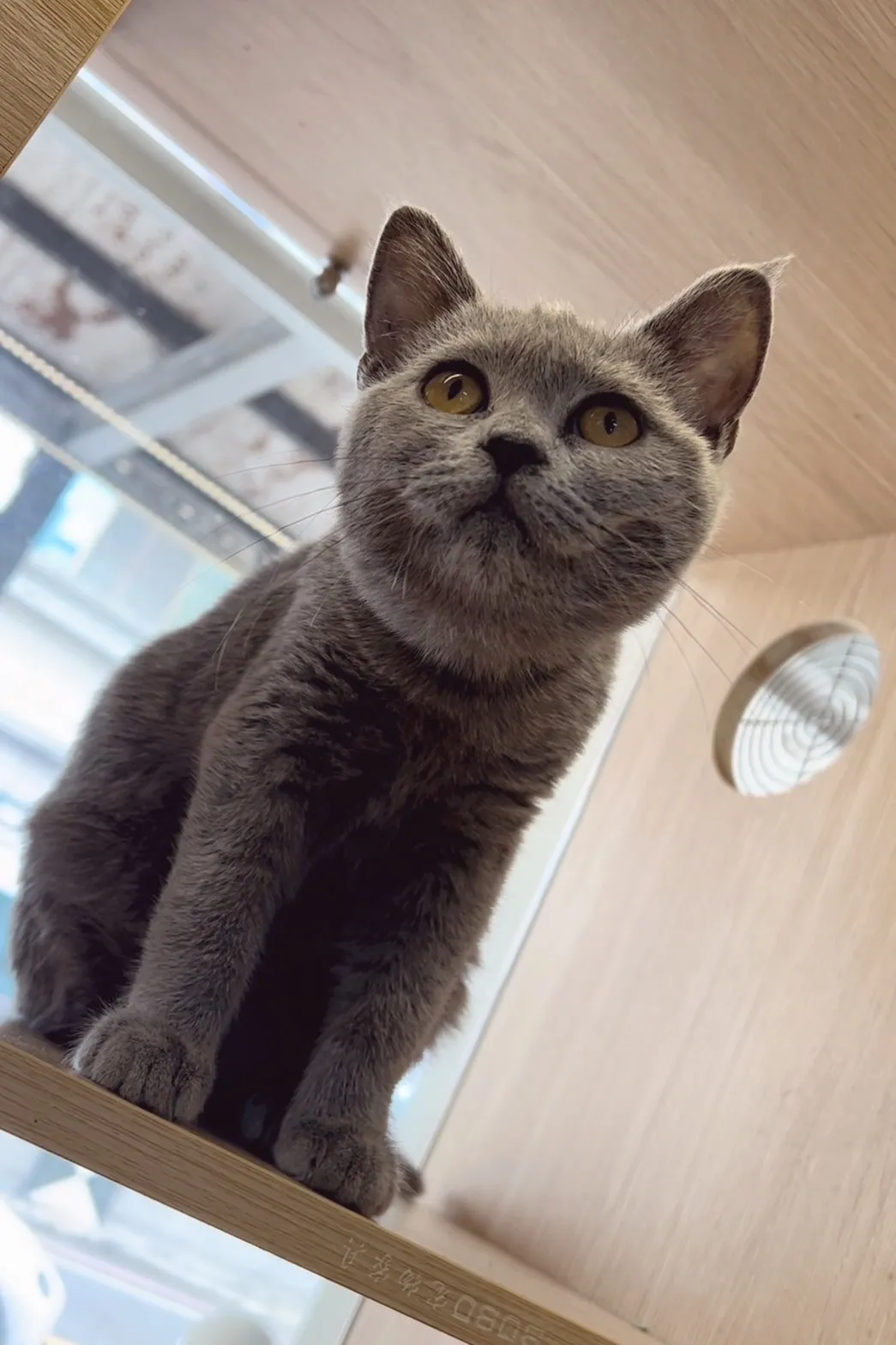 經典藍英短113/06/24出生(已有家長)