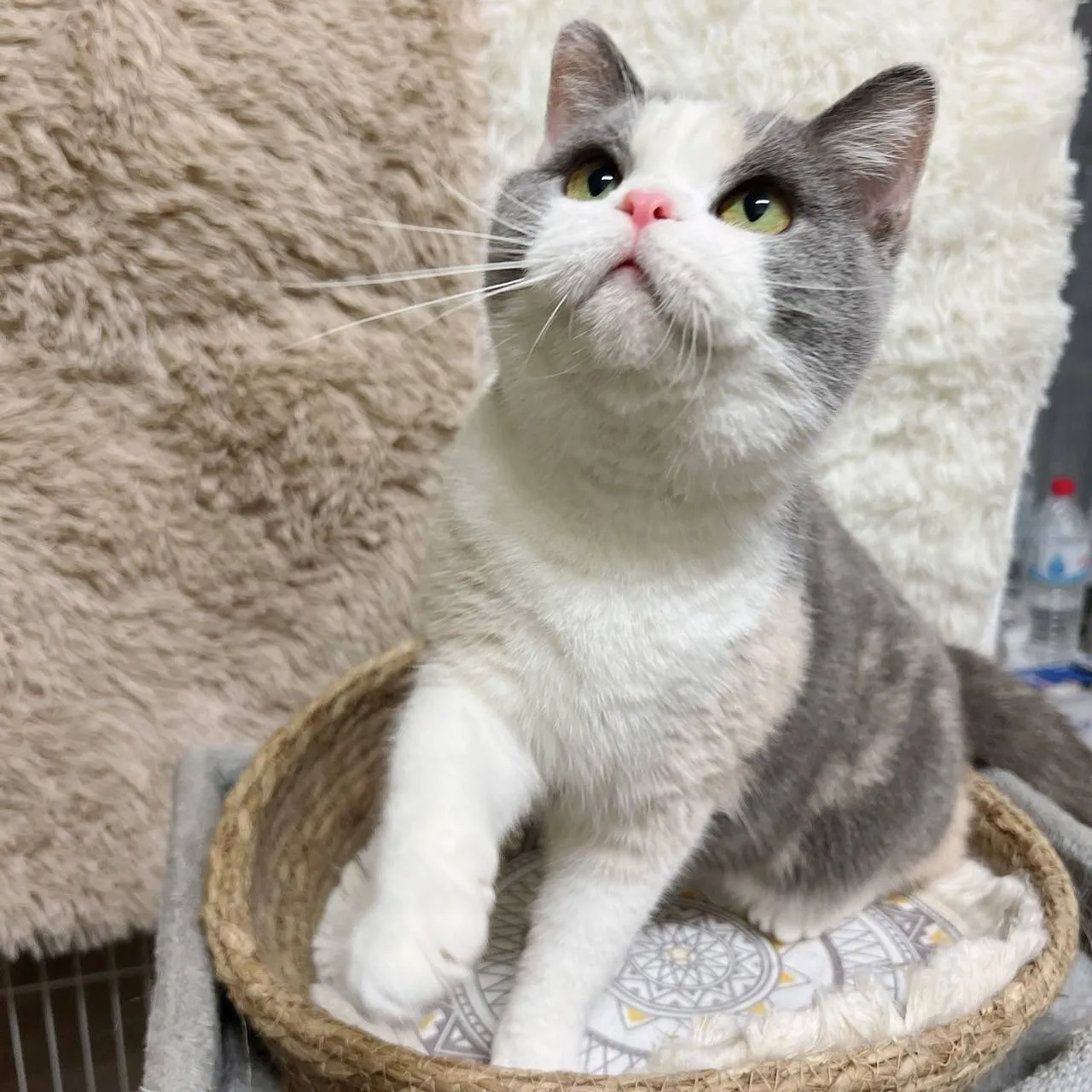 113/10/30 雙色布偶(已有家長)