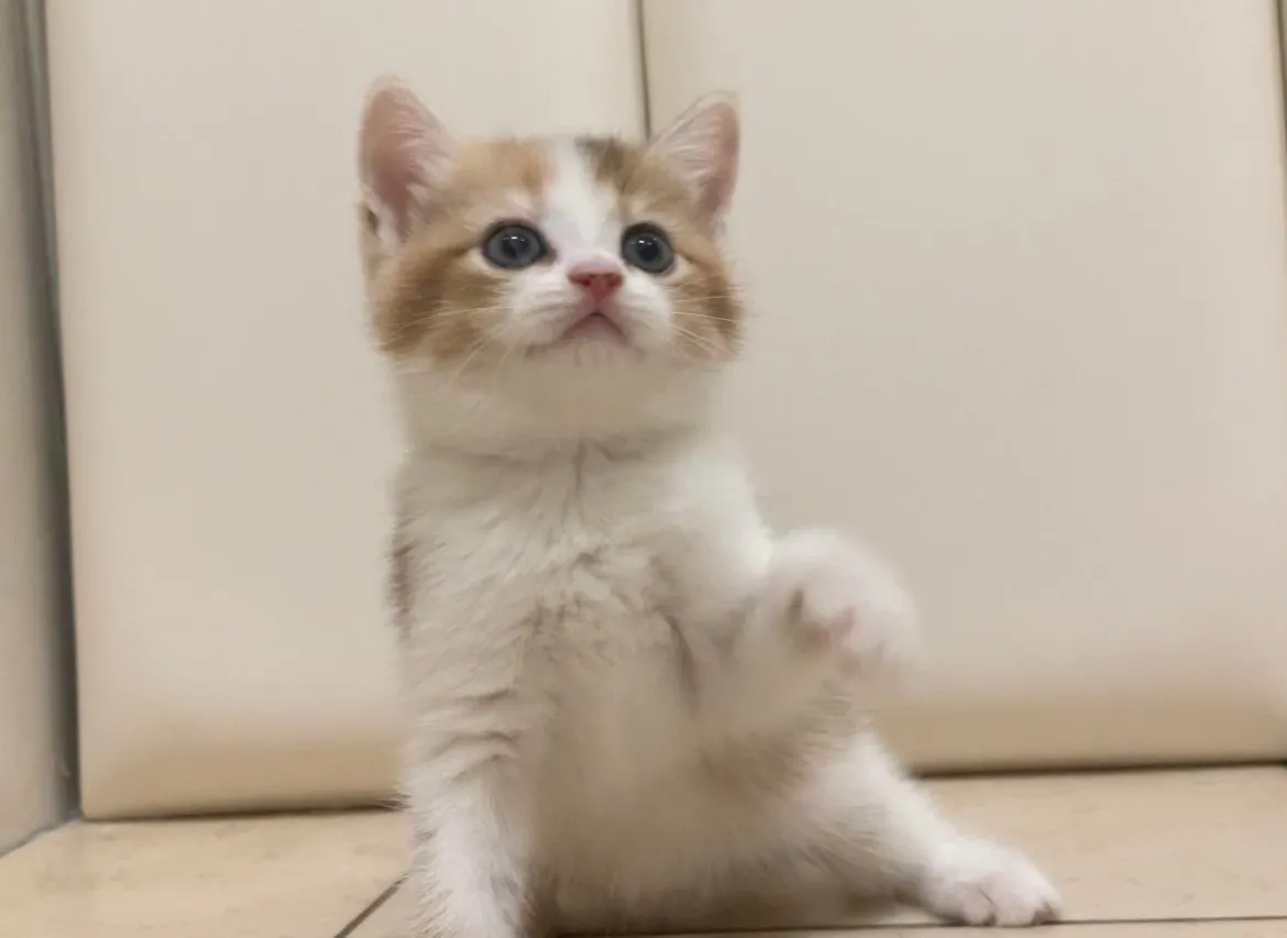 三花賓士英短妹妹113/09/05出生(已有家長)