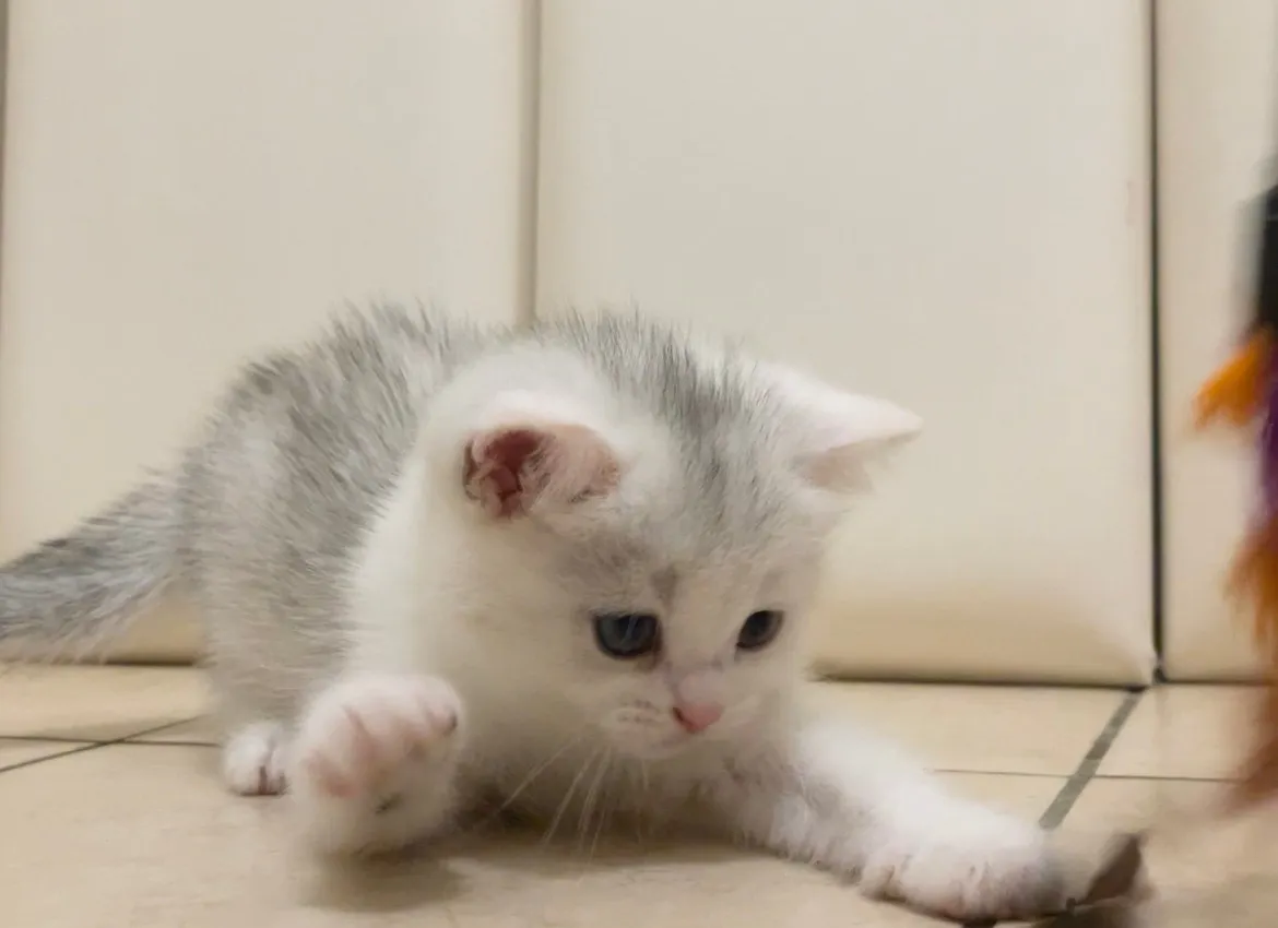 銀三花英短妹妹113/09/05出生(已有家長)