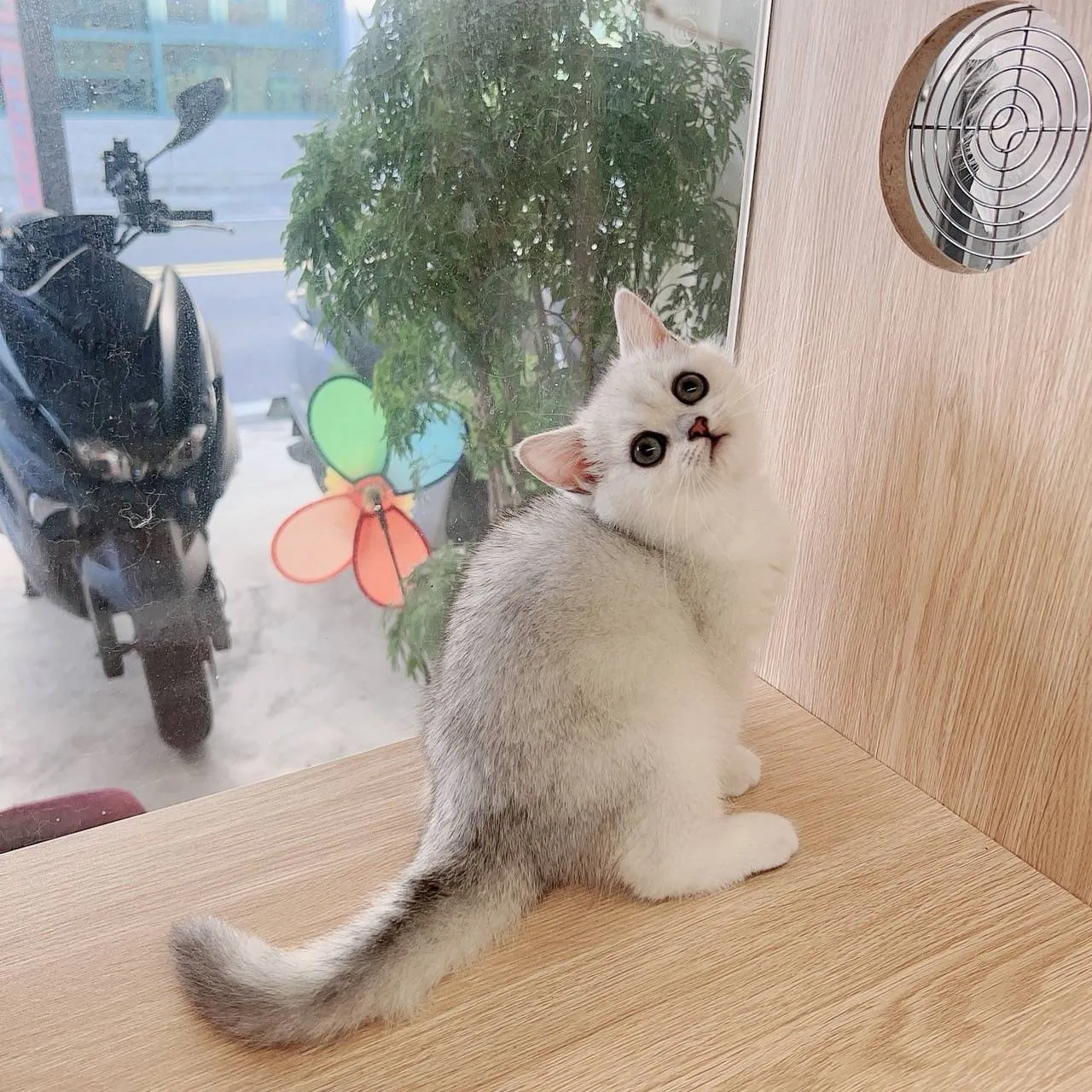 銀漸層英短妹妹113/08/18出生(已有家長)