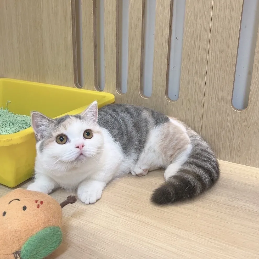 三花曼赤肯113/06/03出生(已有家長)