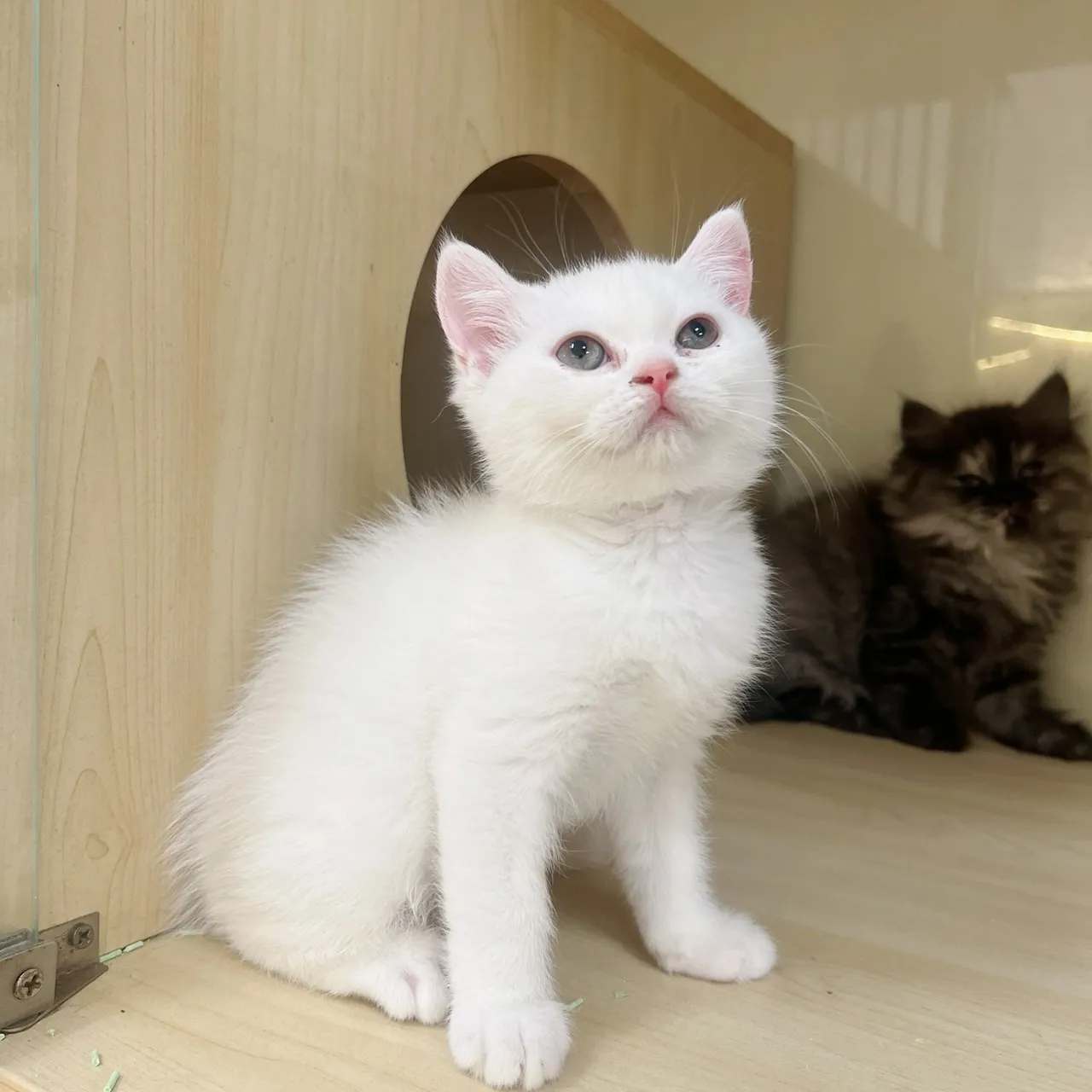 全白英短妹妹113/10/08出生 (已有家長)