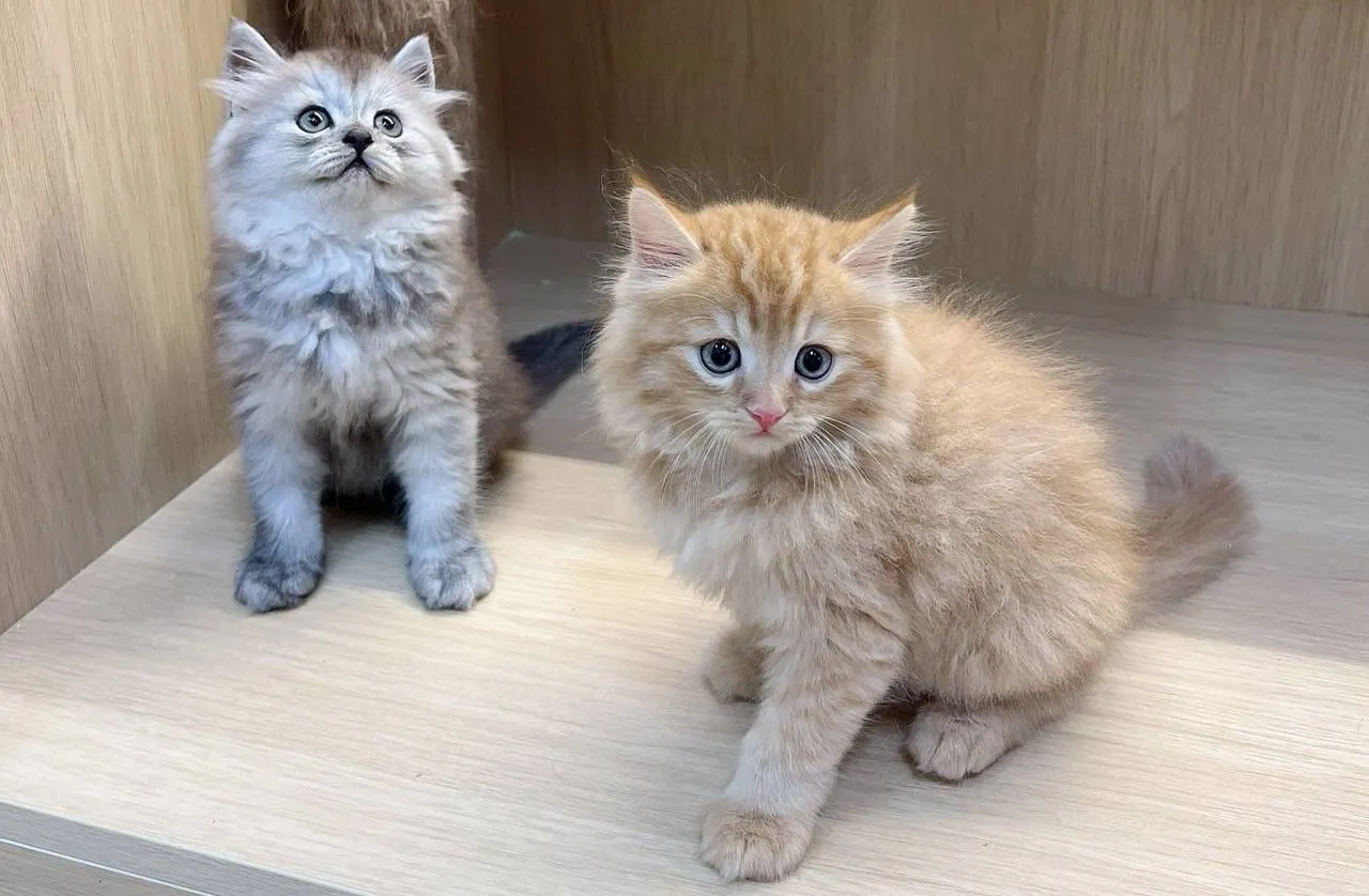 貪吃橘英長弟弟 113/09/03出生 (已有家長)