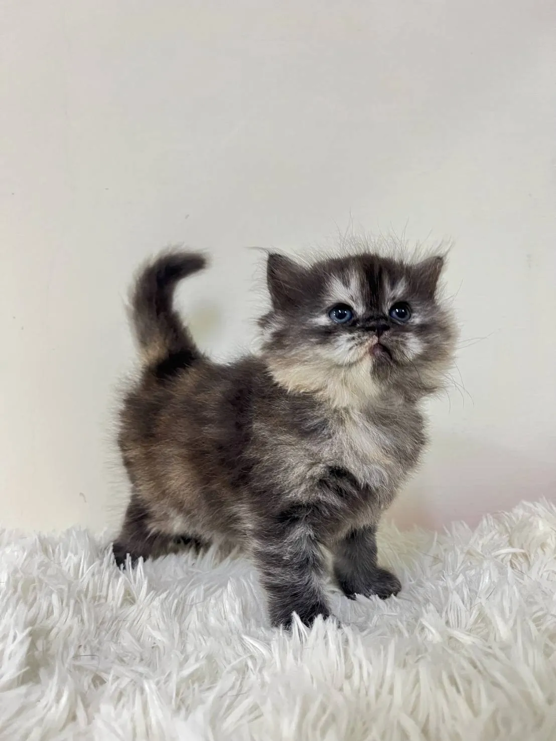 黑白英長妹妹113/10/08出生 (已有家長)