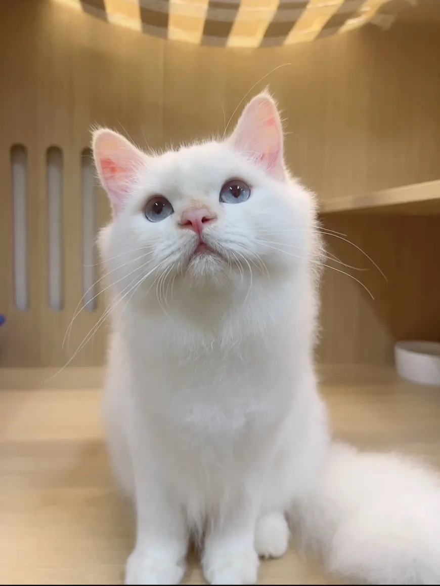 火焰布偶弟弟(超撒嬌) 113/05/20出生 (已有家長)