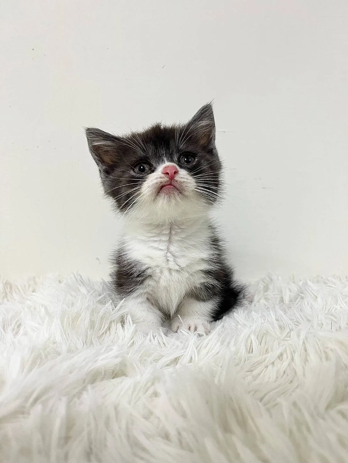 黑白曼赤肯跩跩弟113/09/25出生(已有家長)