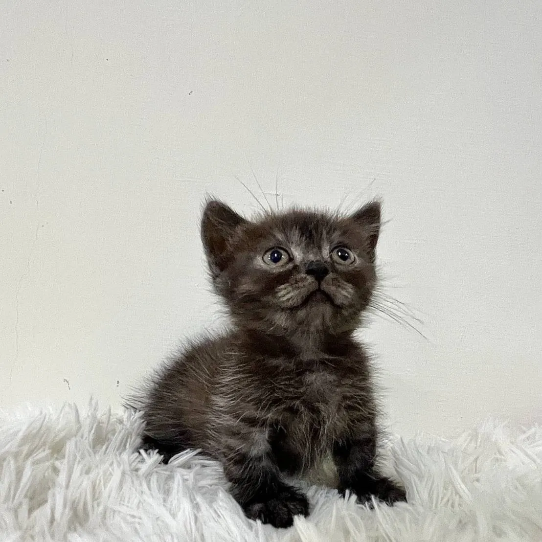 黑條紋曼赤肯弟弟113/09/25出生 (已有家長)