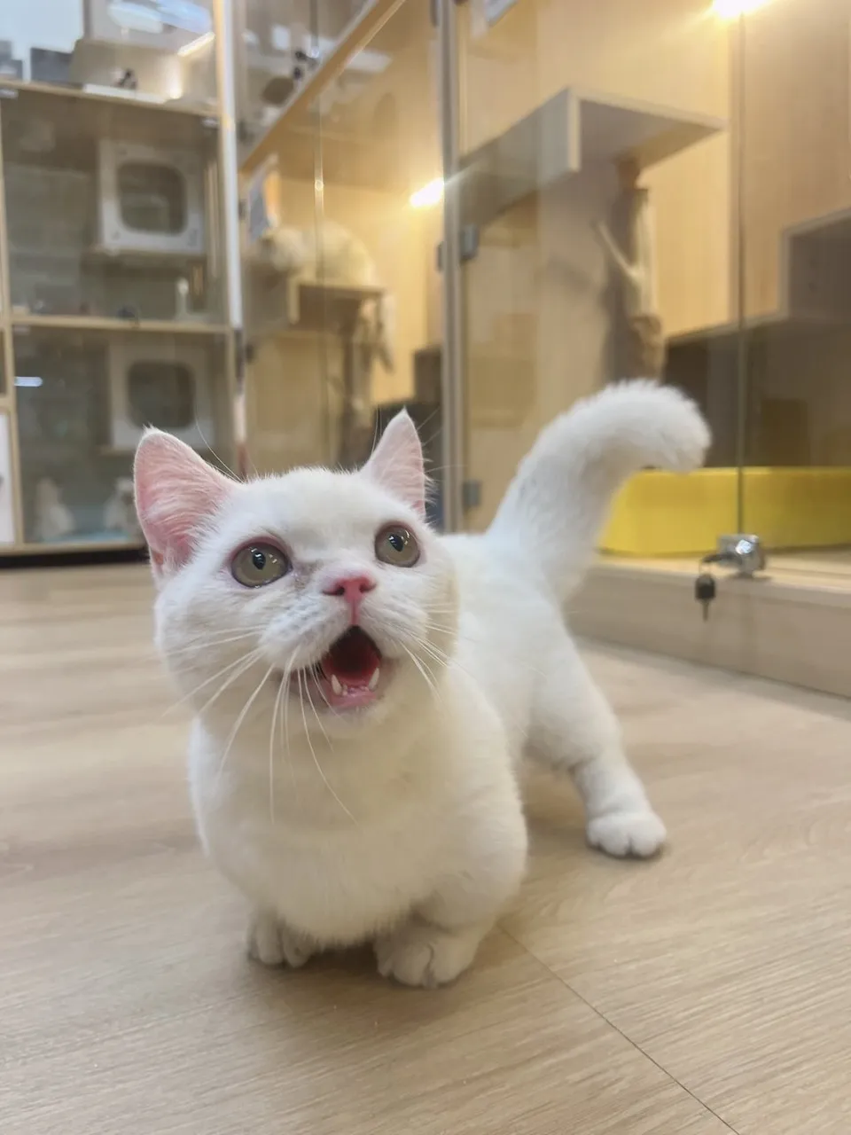 白點曼赤肯弟弟 113/03/16出生 (已有家長)