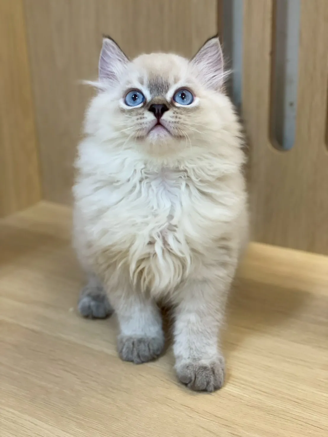 重點色布偶弟弟114/10/07出生(已有家長)