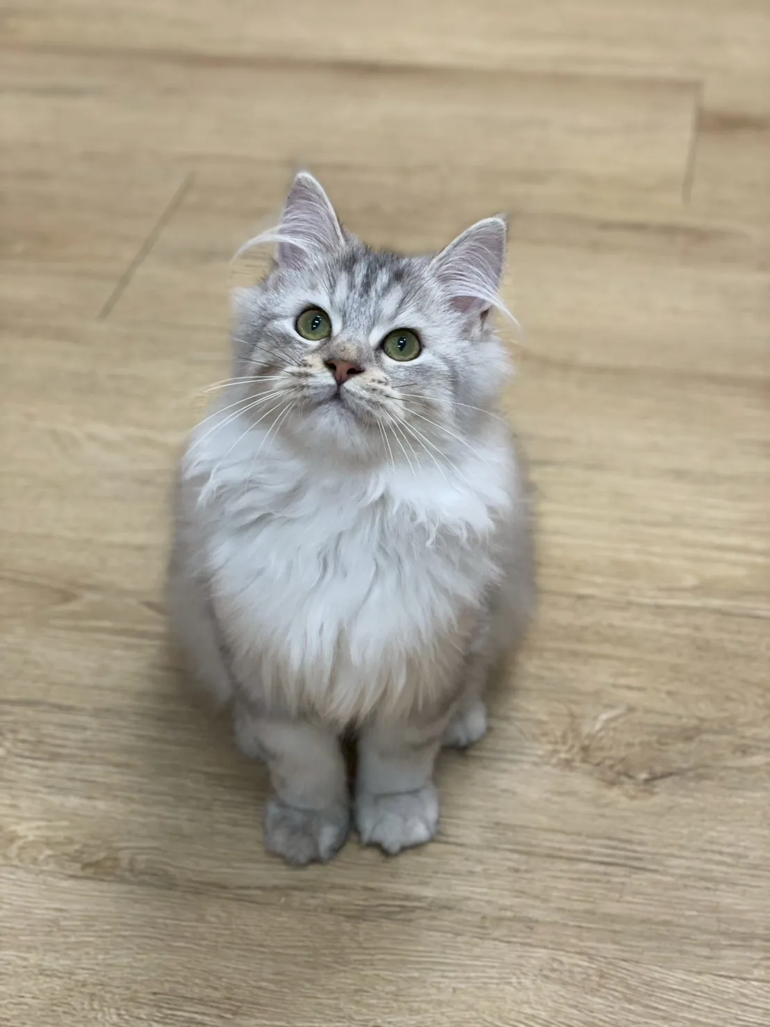 銀狐斑英長弟弟114/08/04出生(已有家長)