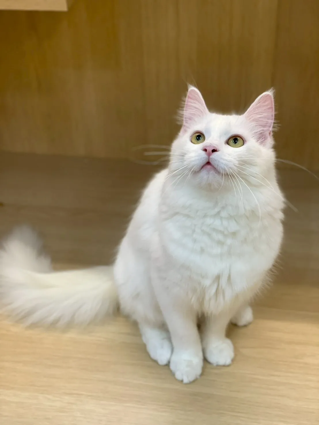 白英長妹妹114/07/17出生(米糕