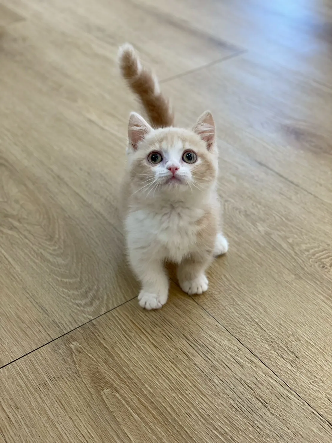 奶油加白曼赤肯弟弟114/11/02出生(雞蛋糕