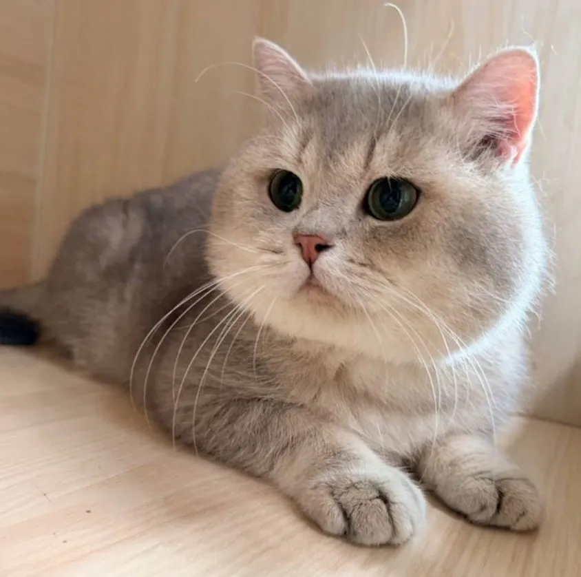 藍金漸層種公（砲王）