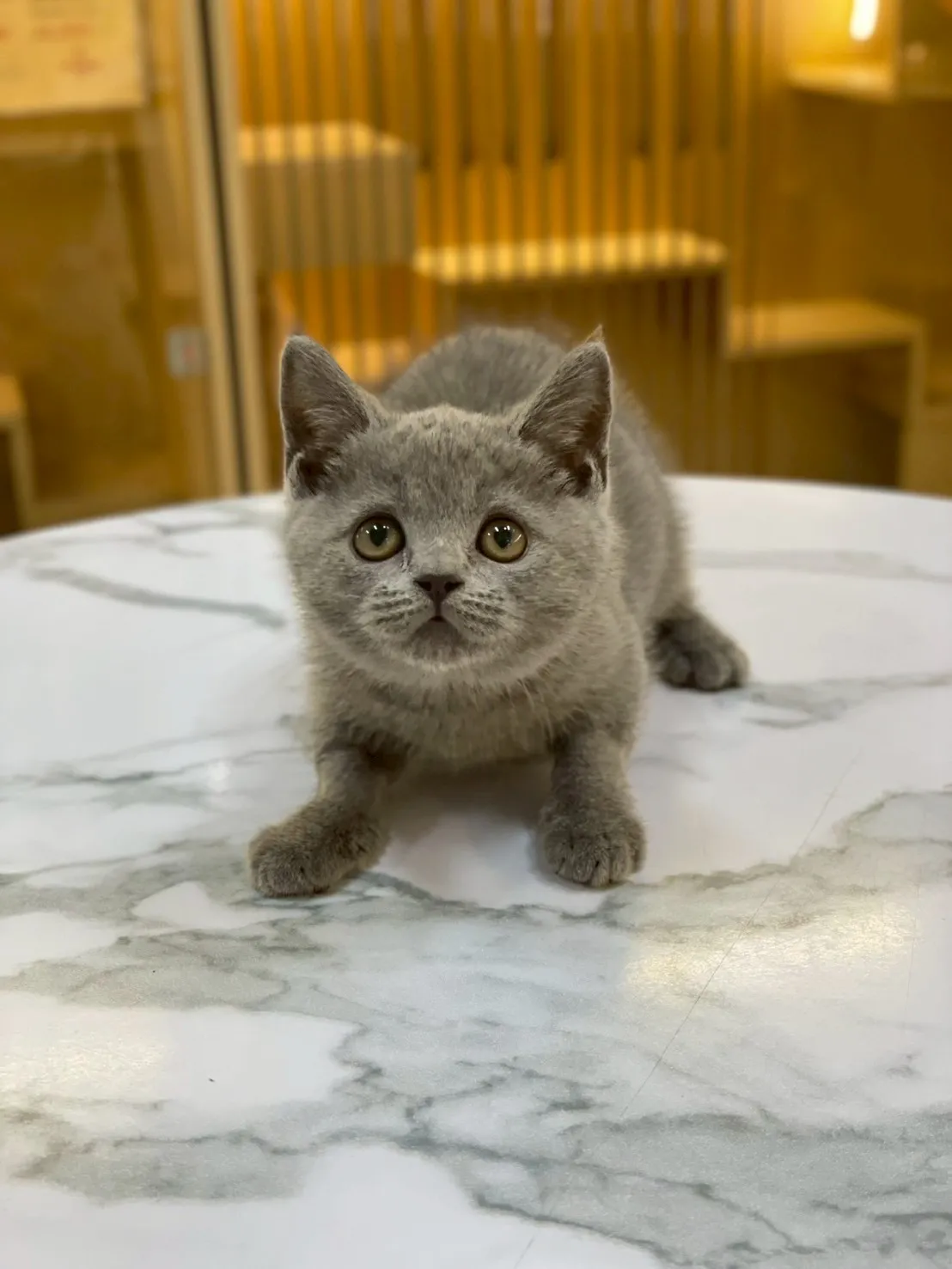 藍貓英短弟弟114/10/20出生(芝麻糖